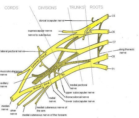 Bronx Brachial Plexus Injury Attorney | Ivan M. Diamond