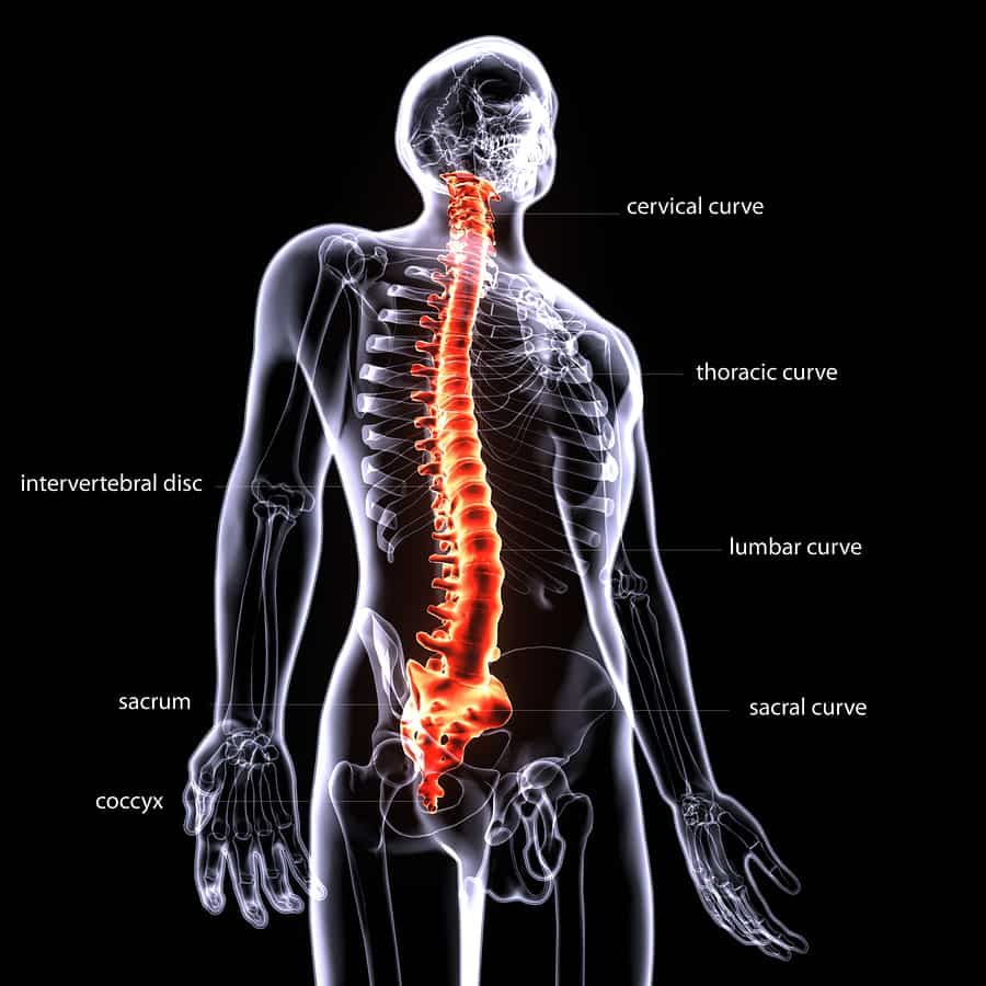 Spinal Cord Injuries Schwaner Injury Law - vrogue.co